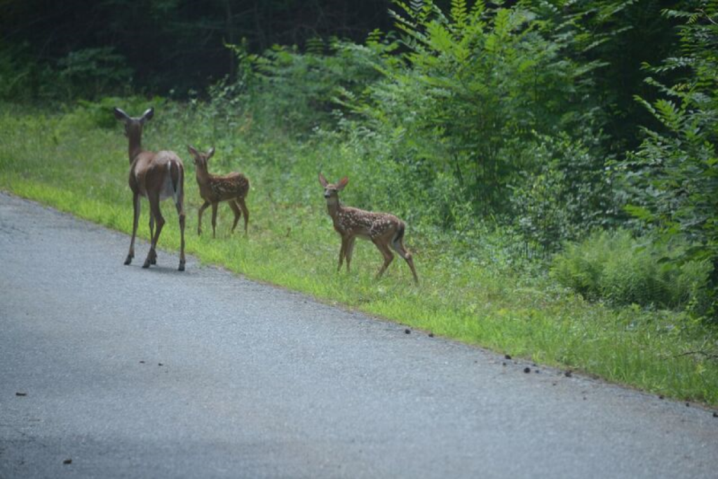 Deer in the Road