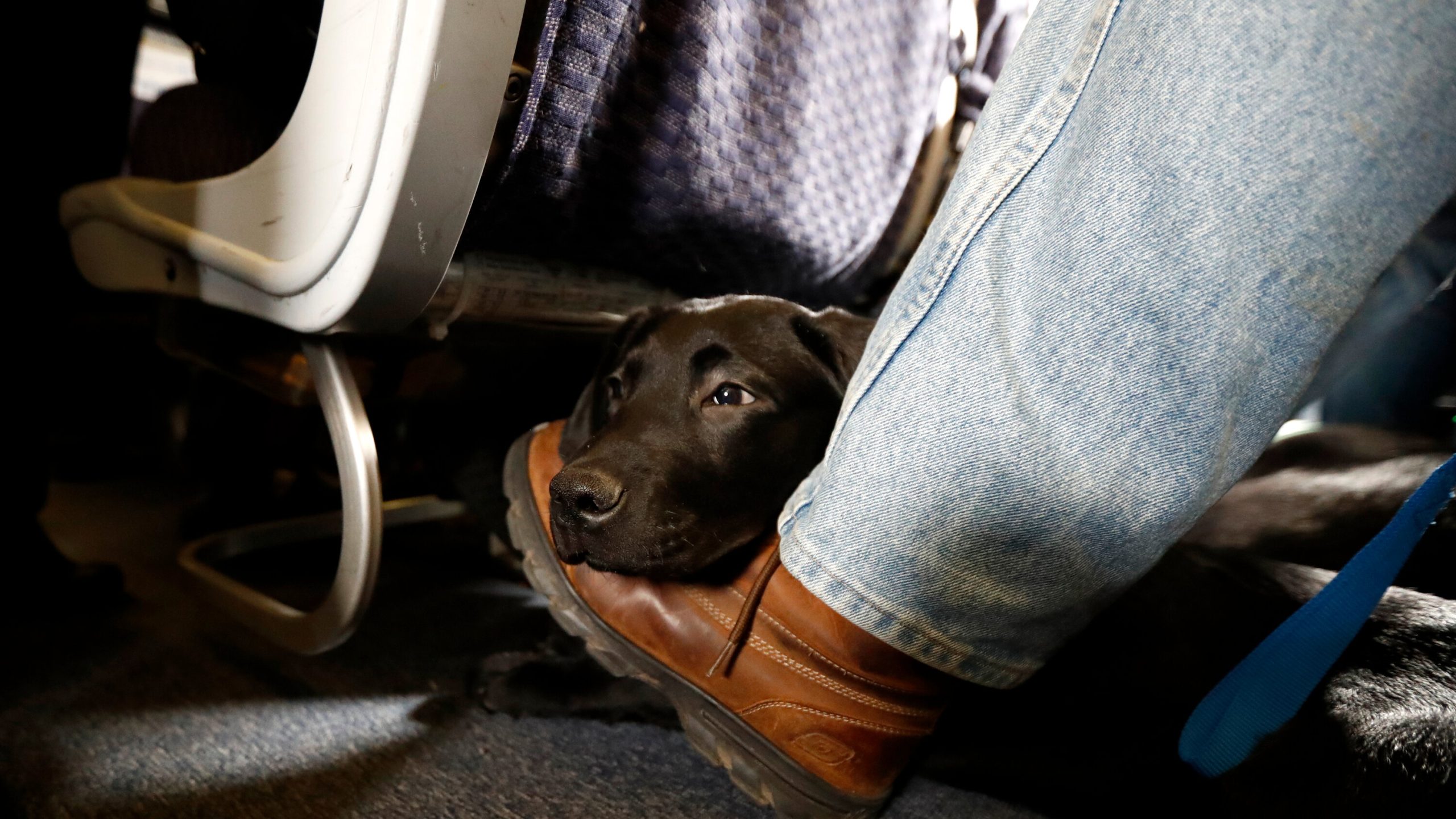 How to Safely Transport Your Pets During Summer Travels